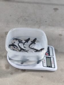 Плыви, рыбка, большая и маленькая