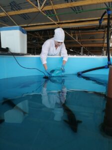 Специалисты ветлаборатории Белореченского района продолжают работу в рамках программы производственного контроля