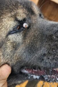 Участились случаи заболеваний собак и кошек пироплазмозом