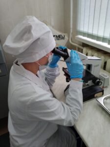 Участились случаи заболеваний собак и кошек пироплазмозом
