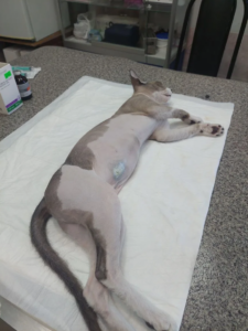 Подводим итоги акции SpayDay в Белореченской ветлечебнице