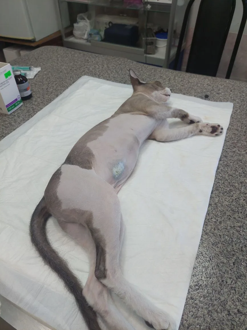 Подводим итоги акции SpayDay в Белореченской ветлечебнице