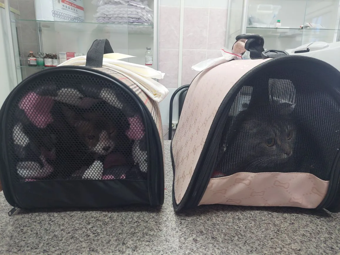 Подводим итоги акции SpayDay в Белореченской ветлечебнице