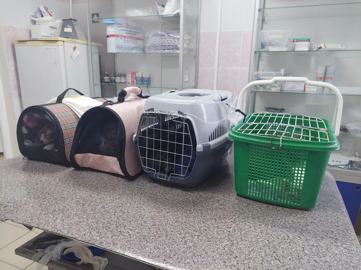 Подводим итоги акции SpayDay в Белореченской ветлечебнице