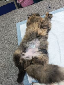 Подводим итоги акции SpayDay в Белореченской ветлечебнице