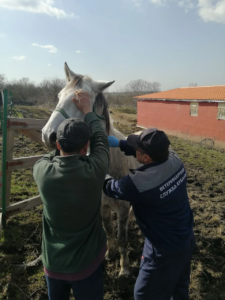В Белореченском районе продолжаются плановые обработки сельскохозяйственных животных