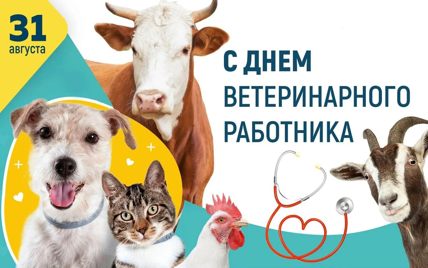 Начальник ГБУ «Ветуправление Белореченского района» поздравляет специалистов ветслужбы с профессиональным праздником